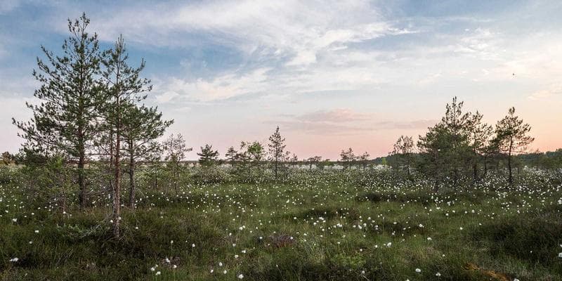 Versatile asynchronous customer loyalty