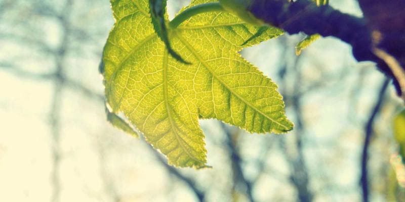 Grass-roots client-driven algorithm